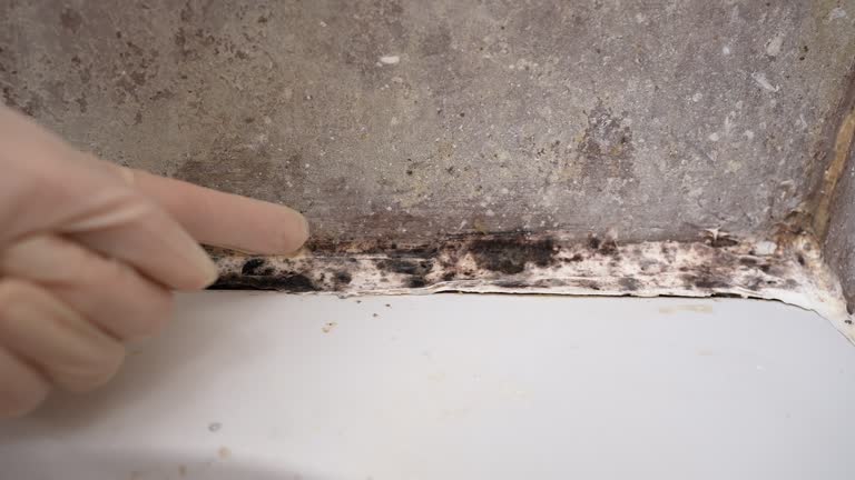 Best Forensic Mold Investigation  in Shamrock, TX